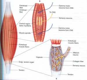 Golgi Tendon Organ and Muscle Spindles 